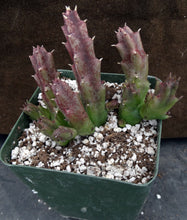 Load image into Gallery viewer, Orbea x 'Berlinensis' *Black Flowers*