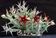 Load image into Gallery viewer, Orbea commutata