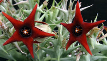 Load image into Gallery viewer, Orbea commutata