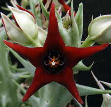 Load image into Gallery viewer, Orbea commutata