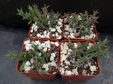 Load image into Gallery viewer, Orbea dumeri