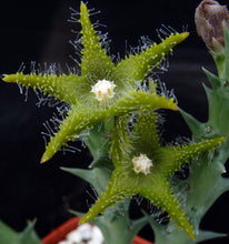 Load image into Gallery viewer, Orbea dumeri