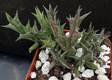 Load image into Gallery viewer, Orbea dumeri