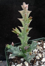 Load image into Gallery viewer, Orbea carnosa ssp. keithii