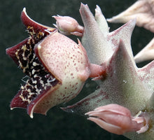 Load image into Gallery viewer, Orbea carnosa ssp. keithii
