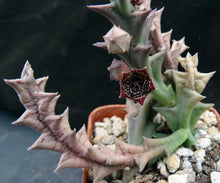 Load image into Gallery viewer, Orbea carnosa ssp. keithii