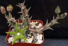 Load image into Gallery viewer, Orbea dumeri