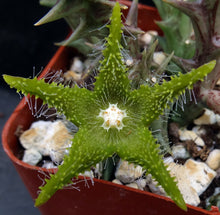Load image into Gallery viewer, Orbea dumeri