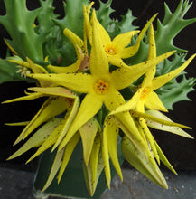 Load image into Gallery viewer, Orbea lutea ssp. lutea