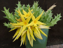 Load image into Gallery viewer, Orbea lutea ssp. lutea
