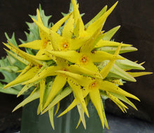 Load image into Gallery viewer, Orbea lutea ssp. lutea