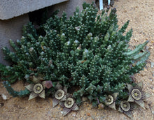 Load image into Gallery viewer, Orbea variegata