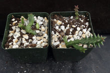 Load image into Gallery viewer, Orbea carnosa ssp. keithii