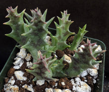 Load image into Gallery viewer, Orbea lutea ssp. lutea