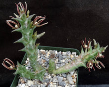 Load image into Gallery viewer, Orbea nardii *Rarely seen Stapeliad*