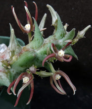 Load image into Gallery viewer, Orbea nardii *Rarely seen Stapeliad*