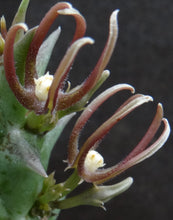 Load image into Gallery viewer, Orbea nardii *Rarely seen Stapeliad*