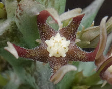 Load image into Gallery viewer, Orbea nardii *Rarely seen Stapeliad*