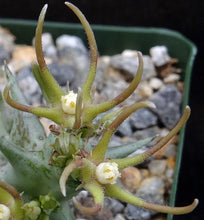Load image into Gallery viewer, Orbea nardii *Rarely seen Stapeliad*