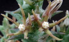Load image into Gallery viewer, Orbea nardii *Rarely seen Stapeliad*