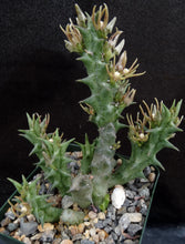 Load image into Gallery viewer, Orbea nardii *Rarely seen Stapeliad*