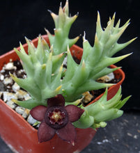 Load image into Gallery viewer, Orbea semota ssp. orientalis