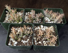 Load image into Gallery viewer, Orbea semota ssp. orientalis