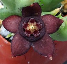 Load image into Gallery viewer, Orbea semota ssp. orientalis