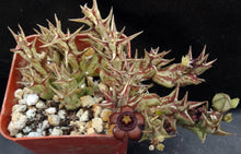 Load image into Gallery viewer, Orbea semota ssp. orientalis