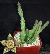 Load image into Gallery viewer, Orbea variegata