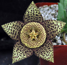 Load image into Gallery viewer, Orbea variegata