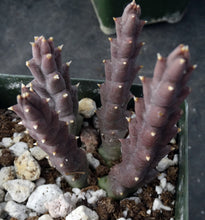 Load image into Gallery viewer, Orbea variegata