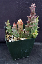 Load image into Gallery viewer, Orbea verrucosa *Big Yellow & Red Flowers*