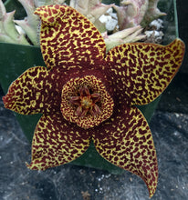 Load image into Gallery viewer, Orbea verrucosa *Big Yellow & Red Flowers*