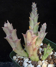 Load image into Gallery viewer, Orbea verrucosa *Big Yellow & Red Flowers*