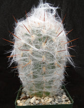 Load image into Gallery viewer, Oreocereus trollii