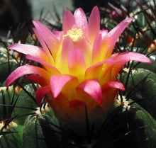 Load image into Gallery viewer, Oroya peruviana