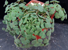 Load image into Gallery viewer, Oxalis convexula