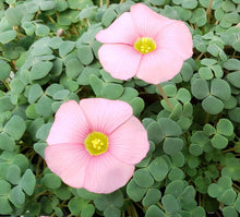 Load image into Gallery viewer, Oxalis convexula