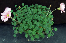 Load image into Gallery viewer, Oxalis convexula
