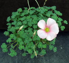 Load image into Gallery viewer, Oxalis convexula