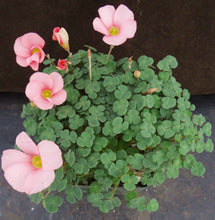 Load image into Gallery viewer, Oxalis convexula