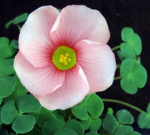 Load image into Gallery viewer, Oxalis convexula