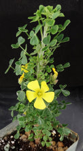 Load image into Gallery viewer, Oxalis gigantea
