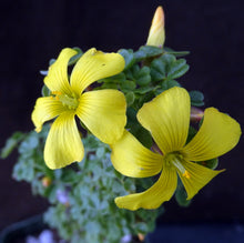 Load image into Gallery viewer, Oxalis gigantea