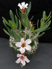 Load image into Gallery viewer, Pachypodium bispinosum