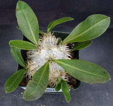 Load image into Gallery viewer, Pachypodium brevicaule *Own Roots*