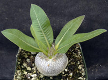 Load image into Gallery viewer, Pachypodium brevicaule