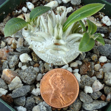 Load image into Gallery viewer, Pachypodium brevicaule