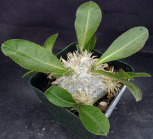 Load image into Gallery viewer, Pachypodium brevicaule *Own Roots*